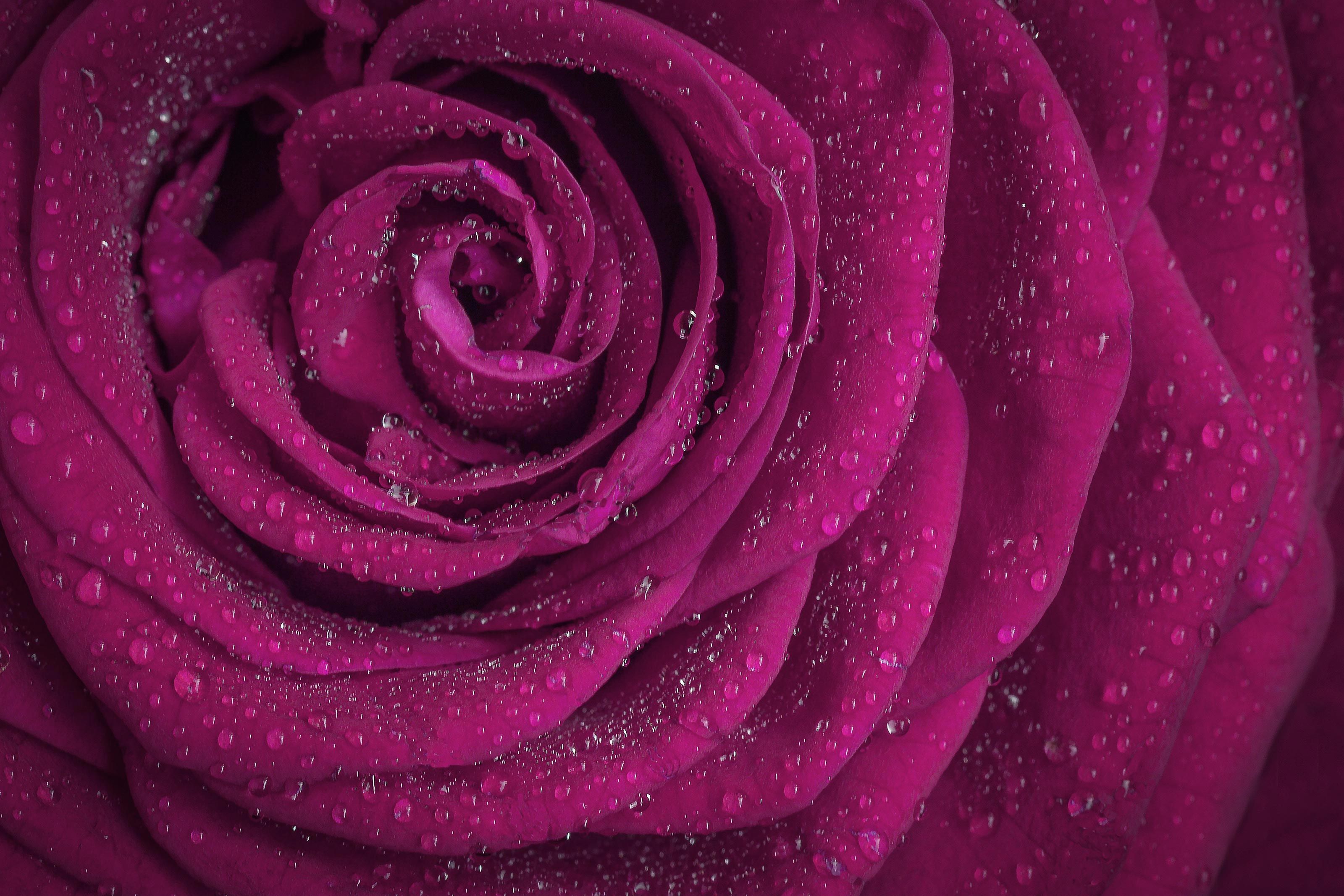 Floral Tributes in Gainsborough